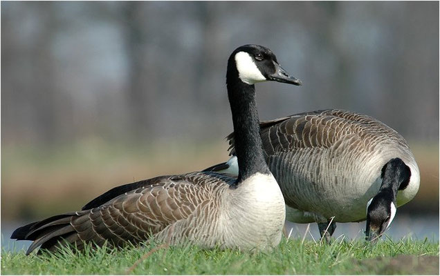 KANADAGANS, CANADA GOOSE, BRANTA CANADENSIS