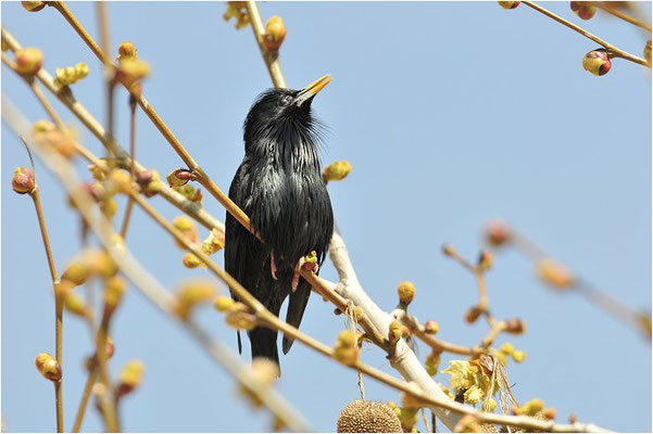EINFARBSTAR, SPOTTLESS STARLING, STURNUS UNICOLOR