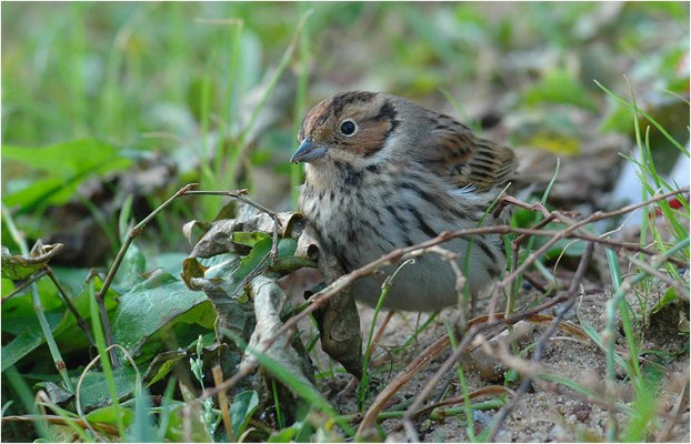 ZWERGAMMER, LITTLE BUNTING, EMBERIZA PULSILLA