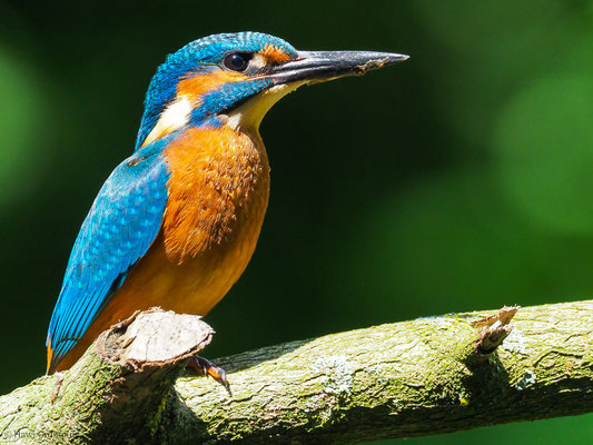 EISVOGEL, COMMON KINGFISHER, ALCEDO ATTHIS