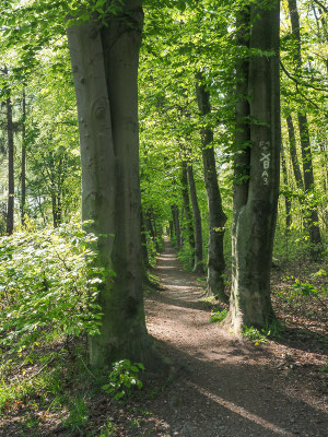 Ein herrlicher Radweg findet sich an der Grenze nach Holland in Burlo.
