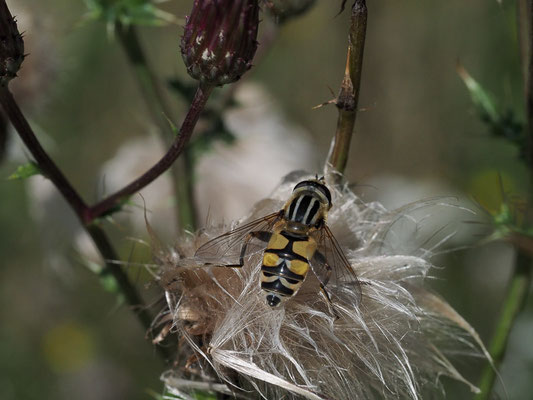 GROSSE SUMPFSCHWEBFLIEGE, HELOPHILUS TRIVITATTUS