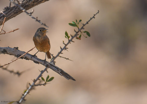 DIADEMROTSCHWANZ, MOUSSIER´S REDSTART, PHOENICURUS MOUSSIERI