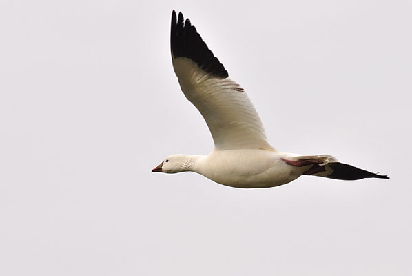 SCHNEEGANS, SNOW GOOSE, ANSER CAERULESCENS