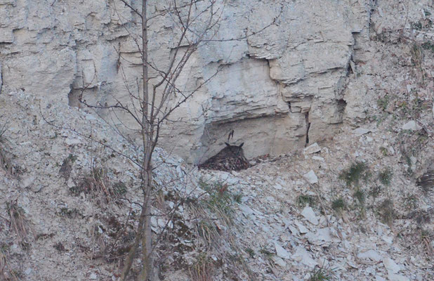 UHU, EAGLE OWL, BUBO BUBO