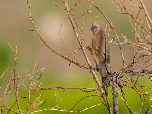 BRAUNFLÜGEL-MAUSVOGEL, SPECKLED MOUSEBIRD, COLIUS STRIATUS