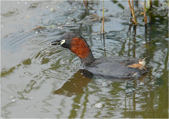 ZWERGTAUCHER, LITTLE GREBE, TACHYBAPTUS RUFICOLLIS