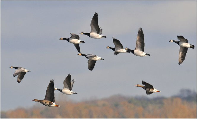 WEISSWANGENGANS, BARNACLE GOOSE, BRANTA LEUCOPSIS