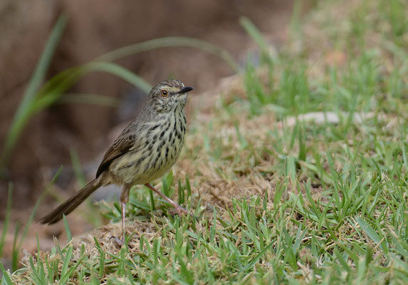 FLECKENPRINIE,KAROO PRINIA, PRINIA MACULOSA