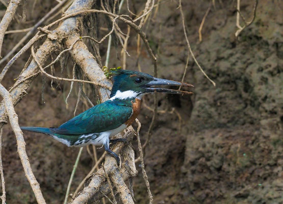 AMAZONASFISCHER, AMAZON KINGFISHER, CHLOROCERYLE AMAZONA