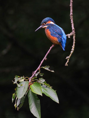 EISVOGEL, COMMON KINGFISHER, ALCEDO ATTHIS
