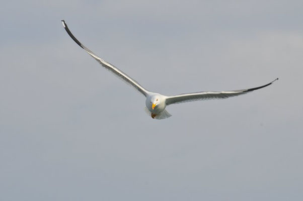 MITTELMEERMÖWE, YELLOW-LEGGED GULL, LARUS MICHAHELLIS