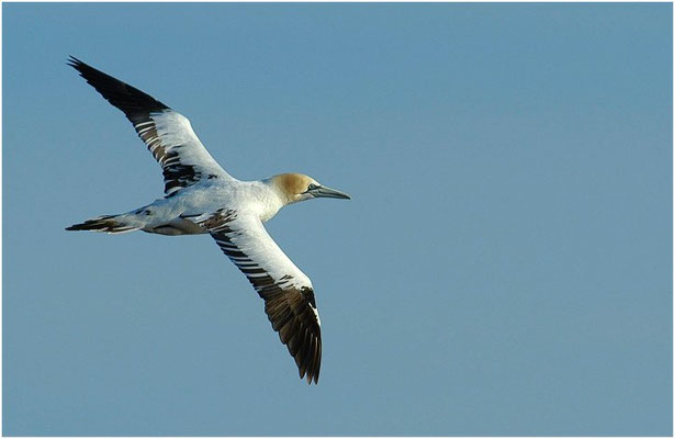 BASSTÖLPEL, GANNET, MORUS BASSANUS