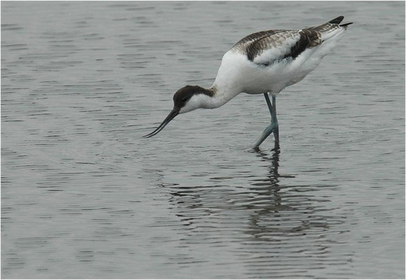 SÄBELSCHNÄBLER, AVOCET, RECURVIROSTRA AVOSETTA