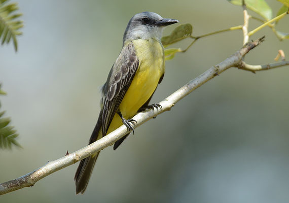 TRAUERTYRANN, TROPICAL KINGBIRD, TYRANNUS MELANCHOLICUS