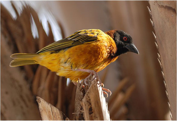 DOMINIKANERWITWE, PIN-TAILED WHYDAH, VIDUA MACROURA