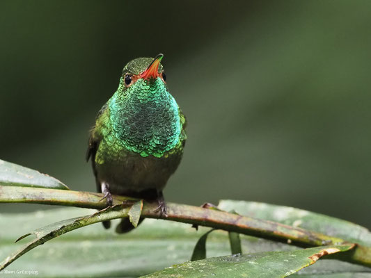 BRAUNSCHWANZAMAZILIE, RUFOUS-TAILED AMAZILIA - AMAZILIA TZACATL
