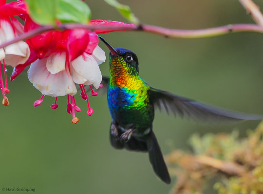 FEUERKEHLKOLIBRI, FIERY-THROATED HUMMINGBIRD, PANTERPE INSIGNIS