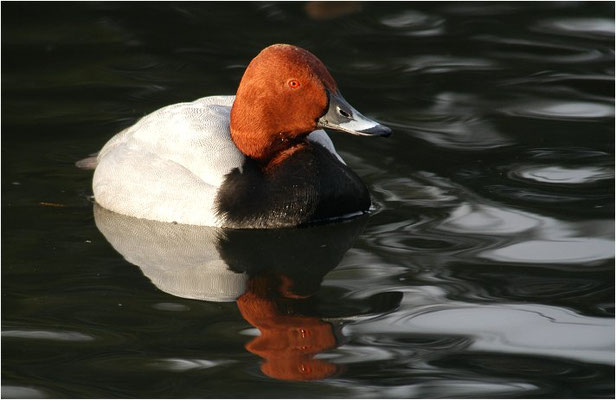 TAFELENTE, POCHARD, AYTHYA  FERINA
