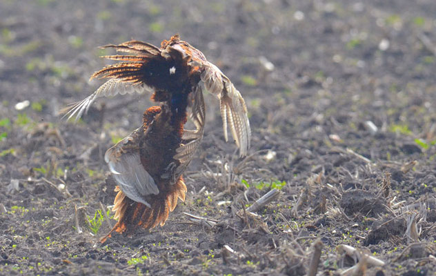 FASAN, COMMON PHEASANT, PHASIANUS COLCHICUS