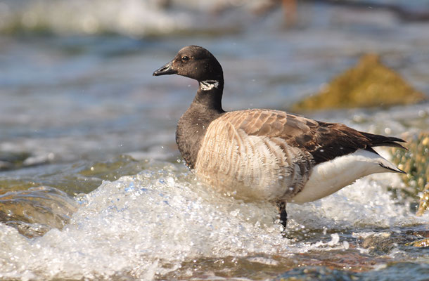 RINGELGANS, BRENT GOOSE, BRANTA BERNICLA hrota