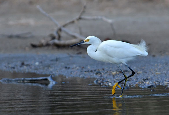 SCHMUCKREIHER, SNOWY EGRET, EGRETTA THULA