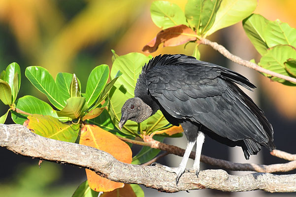 RABENGEIER, BLACK VULTURE,  CORAGYPS ATRATUS