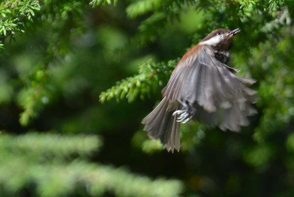ROTRÜCKENMEISE, CHESTNUT-BACKED CHICKADEE, POECILE RUFESCENS