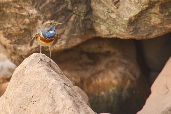 Blaukehlchen, bluethroat, luscinia svecica