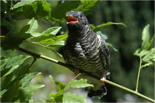 KUCKUCK, COCKOO, CUCULUS CANORUS