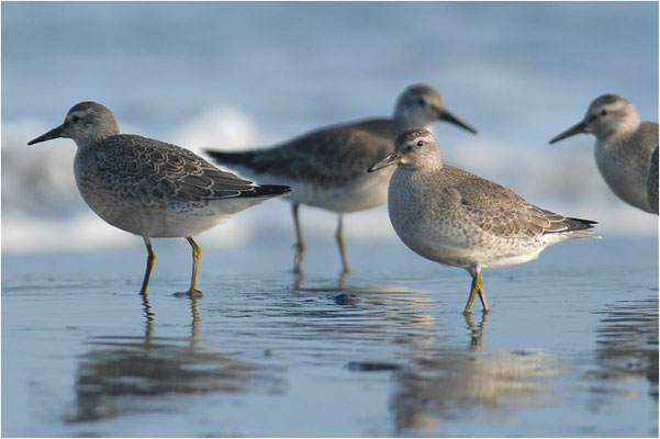 KNUTT, RED KNOT, CALIDRIS CANUTUS