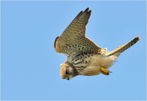 TURMFALKE, KESTREL, FALCO TINNUNCULUS