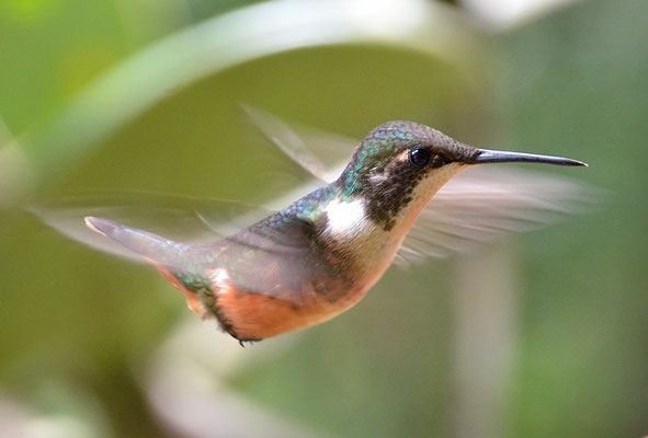 VIOLETTKEHL-STERNKOLIBRI, MAGENTA-THROATED WOODSTAR, CALLIPHLOX BRYANTAE