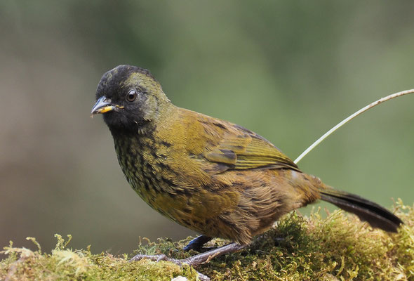 GROSSFUSS-BUSCHAMMER, LARGE-FOOTED FINCH, PEZOPETES CAPITALIS