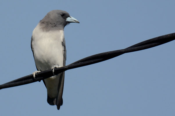WEISSBAUCH-SCHWALBENSTAR, WHITE-BREASTED WOODSWALLOW, ARTAMUS LEUCORYNCHUS