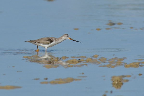 TEREK-WASSERLÄUFER, TEREK SANDPIPER, XENUS CINEREUS
