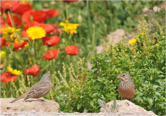 GRAUORTOLAN, CRETZSCHMAR´S BUNTING, EMBERIZA CAESIA