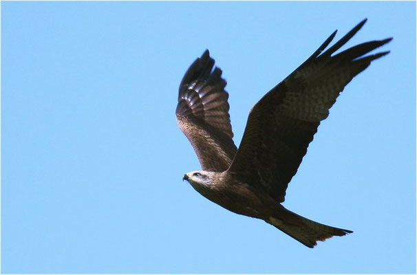 SCHWARZMILAN, BLACK KITE, MILVUS MIGRANS
