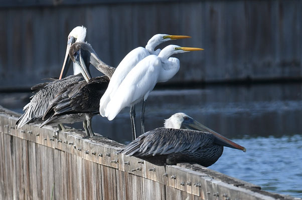 SILBERREIHER, GREAT EGRET, ARDEA ALBA