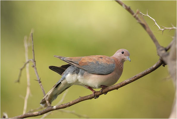 PALMTAUBE, LAUGHING DOVE, STREPTOPELIA SENEGALENSIS