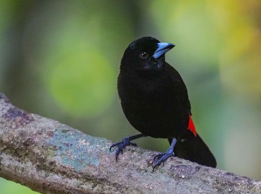 FEUERRÜCKENTANGARE, PASSERINI´S TANAGER, RAMPHOCELUS PASSERINII