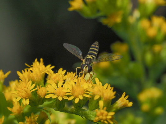 STIFTSCHWEBFLIEGE, SPHAEROPHORIA SCRIPTA