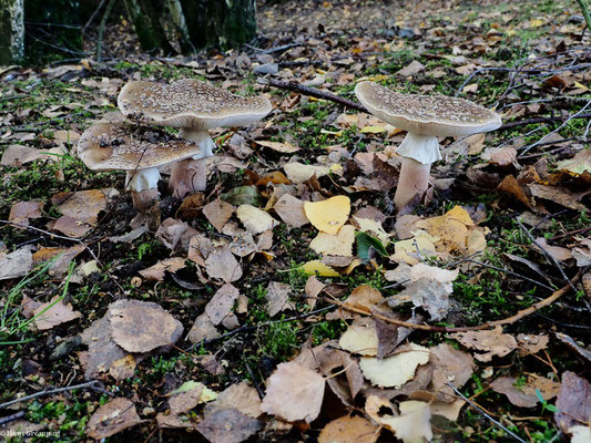 Grauer Wulstling - Amanita excelsa