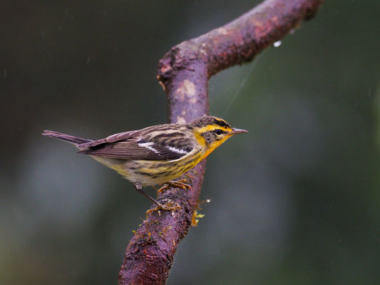  FICHTENWALDSÄNGER, BLACKBURNIAN WARBLER - SETOPHAGA FUSCA