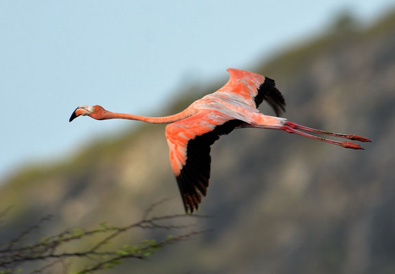 ROTER FLAMINGO (KUBAFLAMINGO), AMERICAN FLAMINGO, PHOENICOPTERUS RUBER