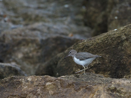 DROSSELUFERLÄUFER, SPOTTED SANDPIPER - ACTITIS MACULARIA