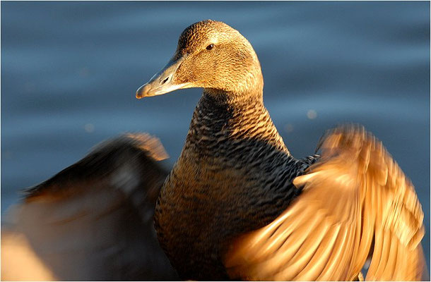 EIDERENTE, EIDER, SOMATERI MOLLISSIMA