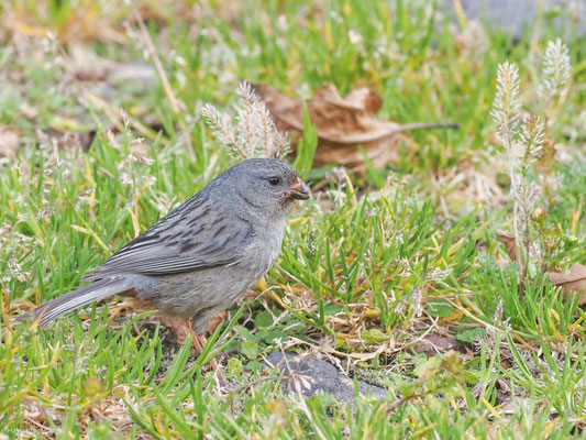 Schlichtsamenfresser, Plain-colored Seedeater - Catamenia inornata