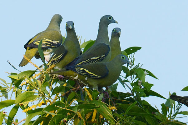 GRAUMASKENTAUBE, GREY-CHEEKED GREEN PIGEON, TRERON GRISEICAUDA