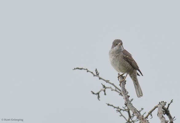 SPERBERGRASMÜCKE, BARRED WARBLER, SYLVIA NISORIA